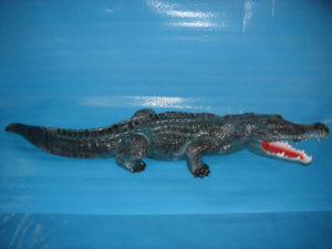 C120a.krokodil