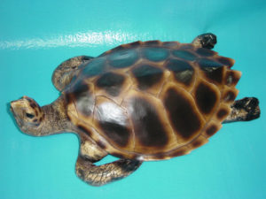 C243.teknősbéka