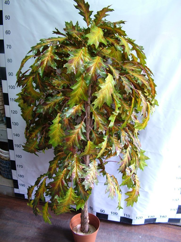 DSCF5550