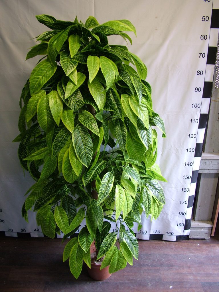 DSCF5898