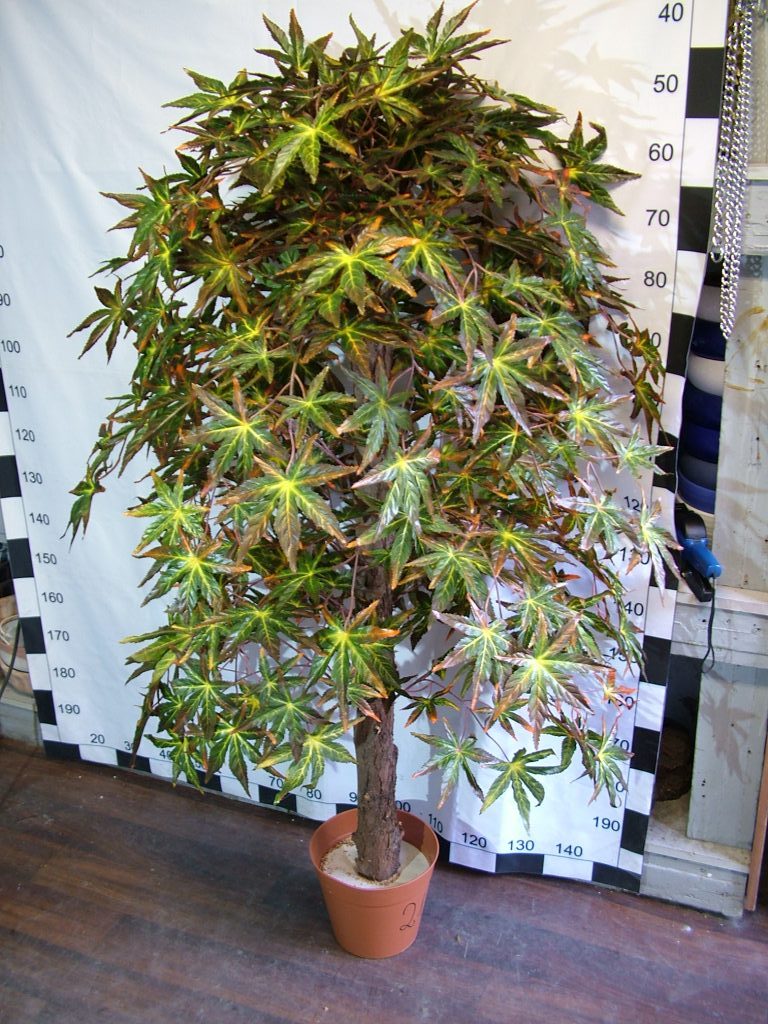 DSCF5913